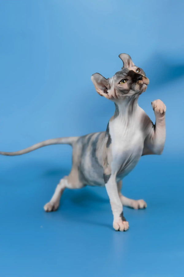 Inga | elf sphynx kitten