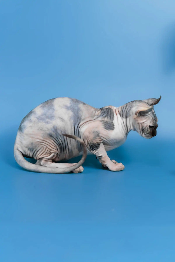 Inga | elf sphynx kitten