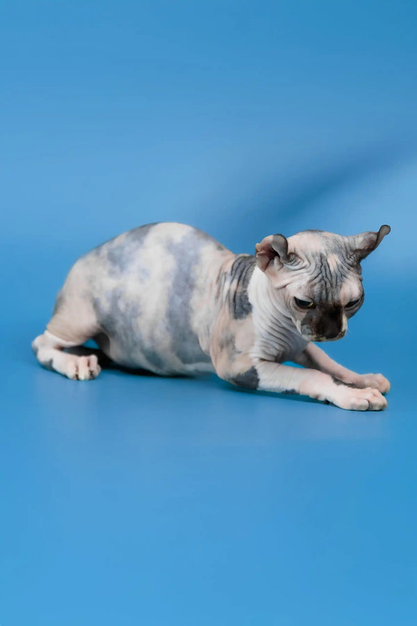 Inga | elf sphynx kitten