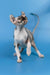 Inga | elf sphynx kitten