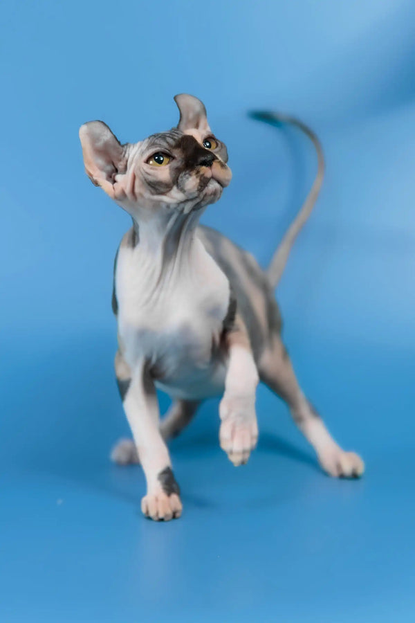 Inga | elf sphynx kitten