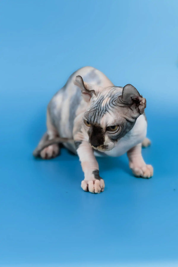 Inga | elf sphynx kitten