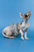 Inga | elf sphynx kitten