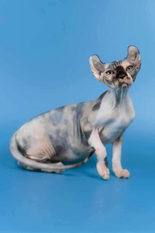 Inga | elf sphynx kitten