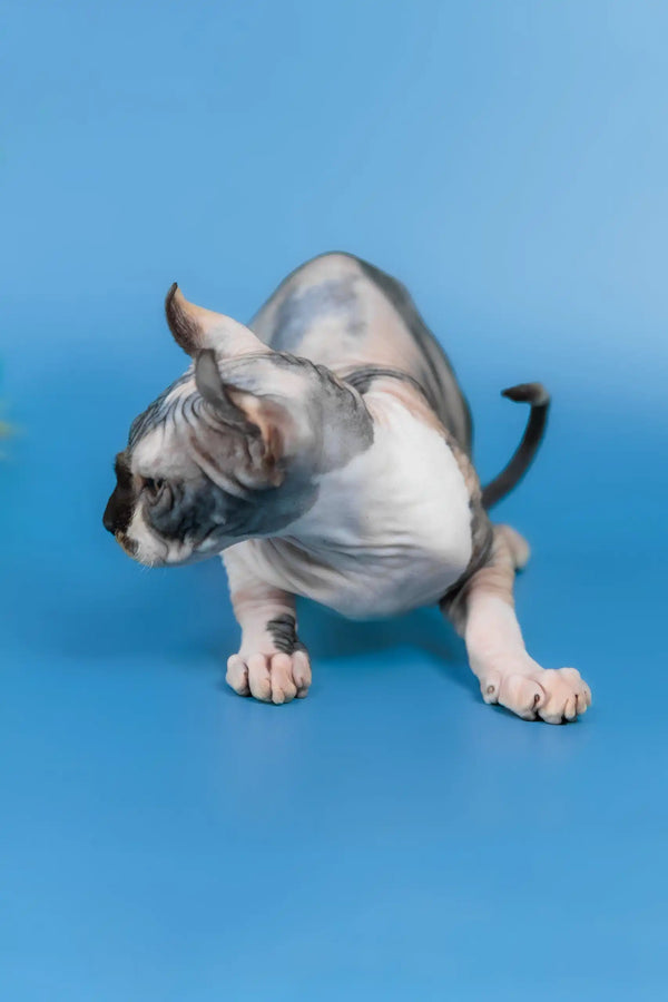 Inga | elf sphynx kitten