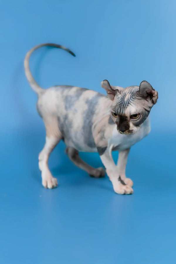 Inga | elf sphynx kitten