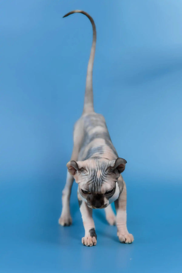 Inga | elf sphynx kitten