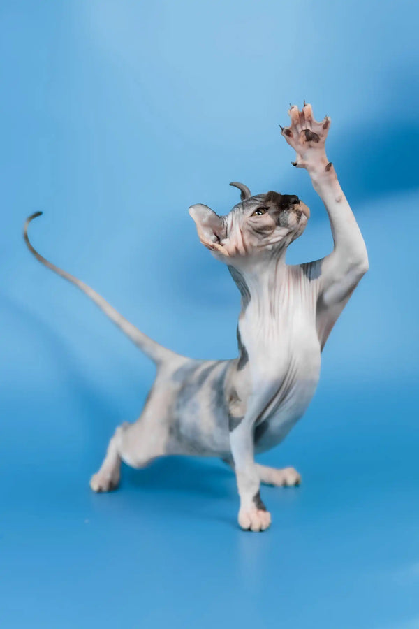 Inga | elf sphynx kitten