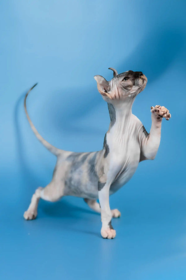 Inga | elf sphynx kitten