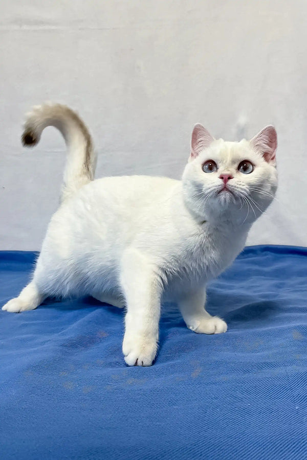White British Shorthair kitten Ingrid with a cute gray tail looking playful