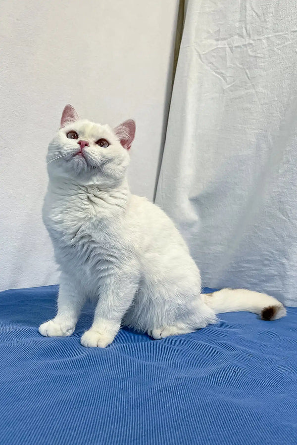 Adorable British Shorthair kitten Ingrid with white fur and cute pink ears