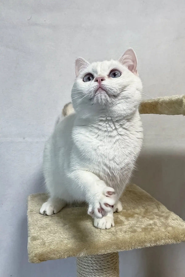 White cat lounging on a cat tree from Ingrid British Shorthair Kitten collection