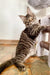 Tabby Coon Kitten Ingrid standing tall on hind legs by a scratching post