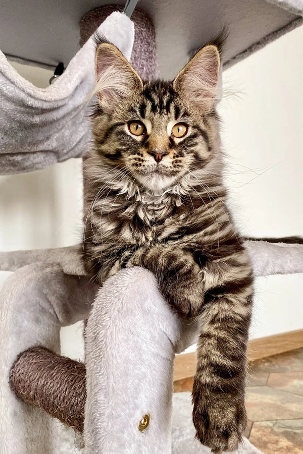 Relaxing Maine Coon kitten lounging on a cozy cat tree in the Ingrid collection