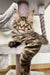 Tabby cat chilling on a cat tree, perfect for your Maine Coon kitten’s playtime