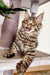 Striped tabby Maine Coon kitten lounging with mouth open on a cat tree