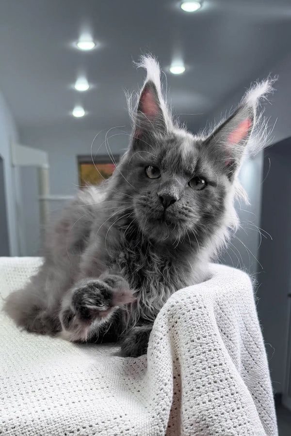 Insider | maine coon kitten