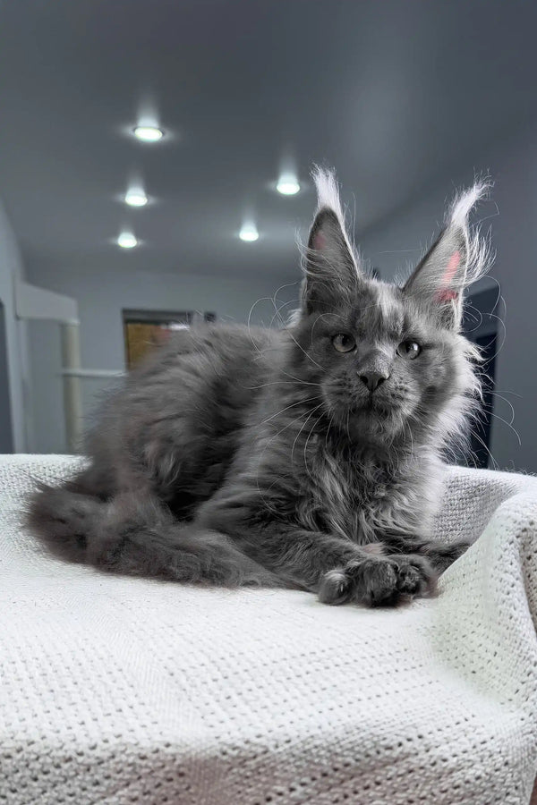 Insider | maine coon kitten
