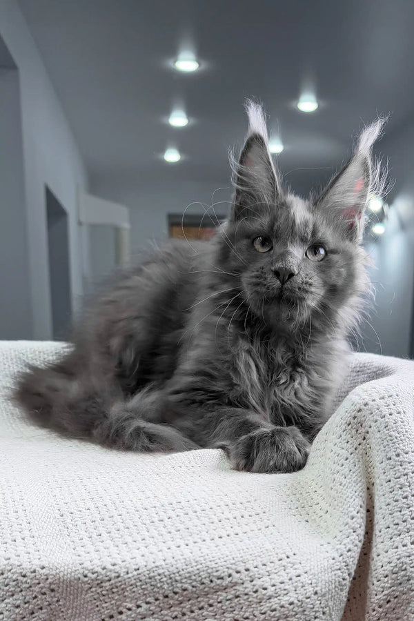 Insider | maine coon kitten