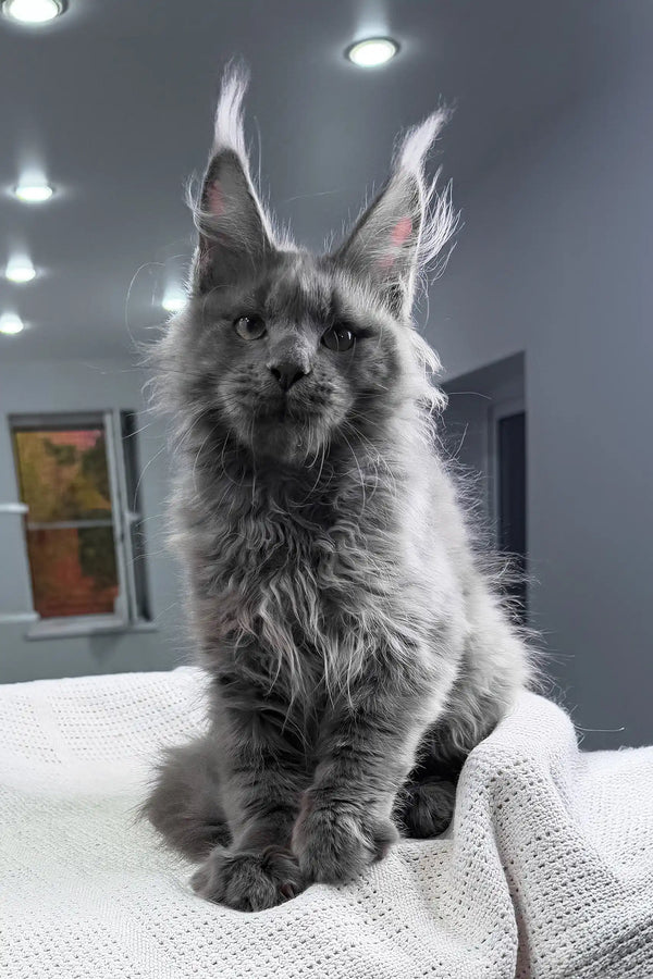 Insider | maine coon kitten