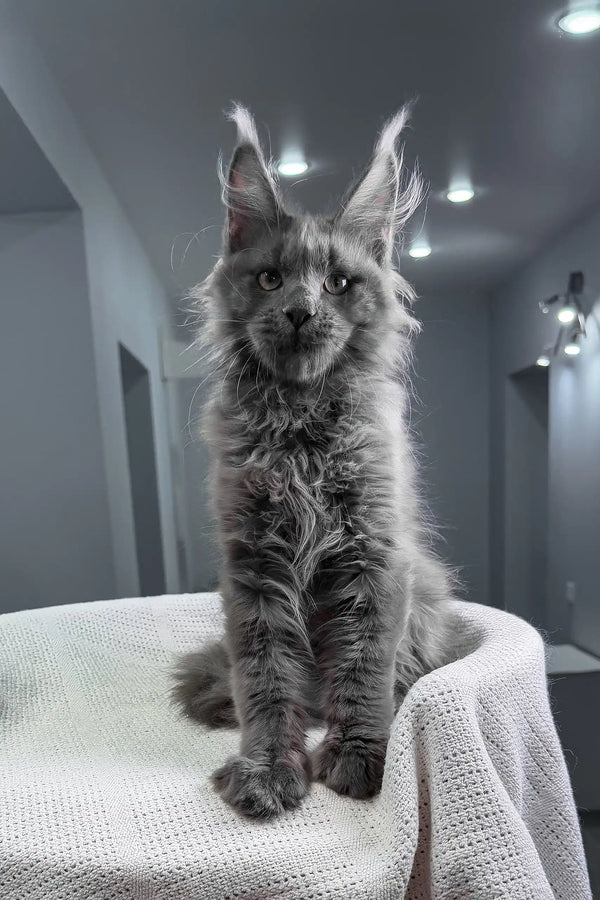 Insider | maine coon kitten