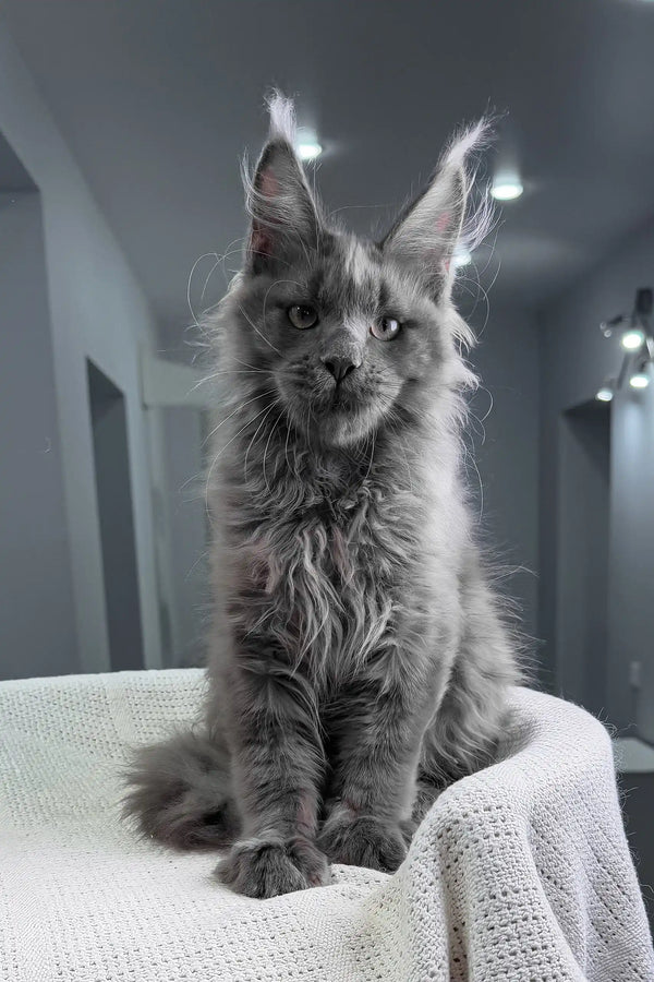 Insider | maine coon kitten