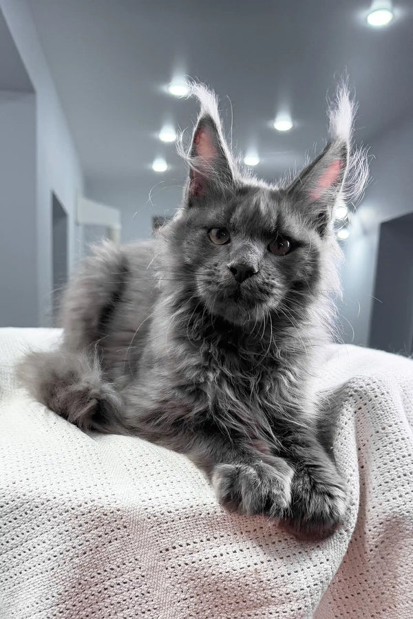 Insider | maine coon kitten