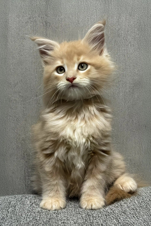 Invar | maine coon kitten