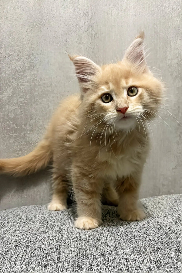 Invar | maine coon kitten