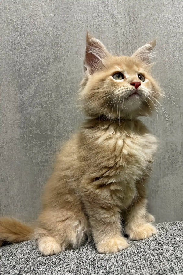 Invar | maine coon kitten