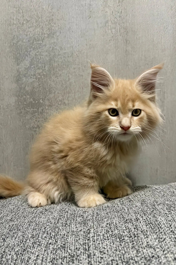 Invar | maine coon kitten