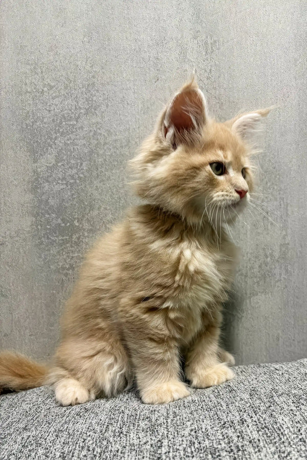 Invar | maine coon kitten