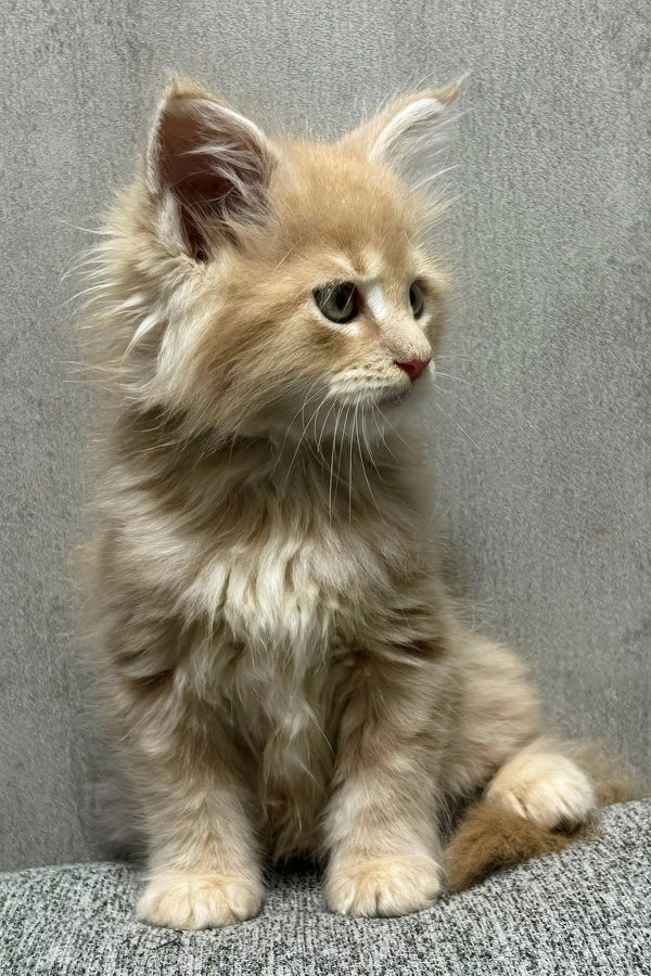 Invar | maine coon kitten