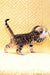 Spotted Bengal kitten playing happily, perfect for the Inverness Bengal Kitten product