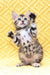 Playful Bengal kitten for sale in Inverness, perfect pet for cat lovers