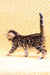 Spotted Bengal kitten from the Inverness Bengal Kitten collection. Adorable and playful!