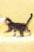 Spotted Bengal kitten from Inverness Bengal Kitten, perfect for pet lovers