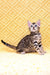 Adorable Spotted Bengal kitten featured in the Inverness Bengal Kitten product