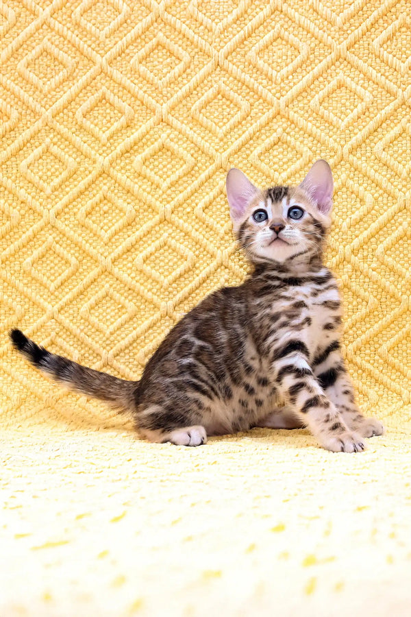 Adorable Spotted Bengal kitten featured in the Inverness Bengal Kitten product
