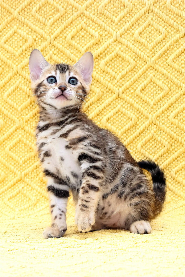 Cute spotted and striped kitten in the Inverness Bengal Kitten product showcase