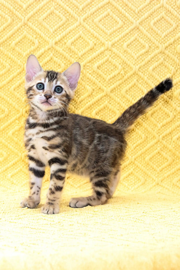 Adorable striped kitten with blue eyes from the Inverness Bengal Kitten collection