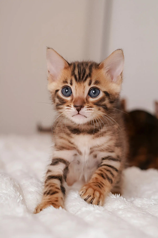Meet Irbis Bengal Kitten with Captivating Green Eyes