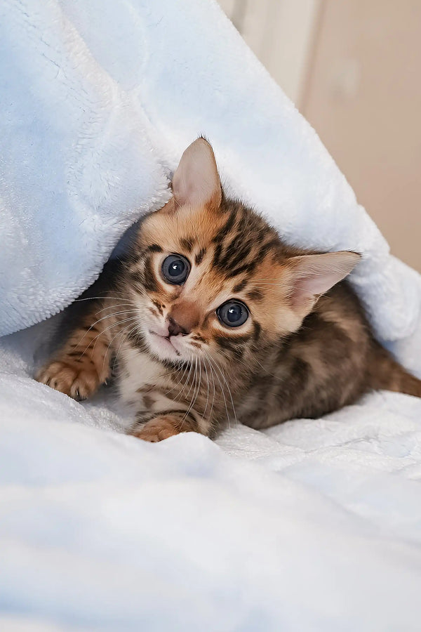 Cute Bengal kitten snuggled under a cozy blue blanket in Irbis | Bengal Kitten