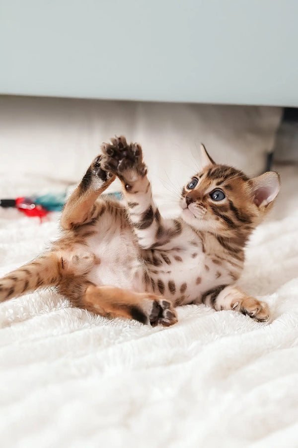 Cute and playful Bengal kitten from Irbis, ready to bring joy to your home