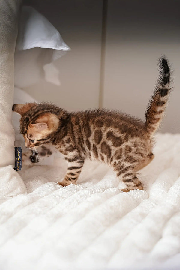Spotted brown kitten from Irbis Bengal Kitten, playful and adorable pet