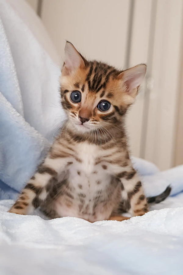 Cute spotted and striped Bengal Kitten from Irbis, ready to steal your heart!
