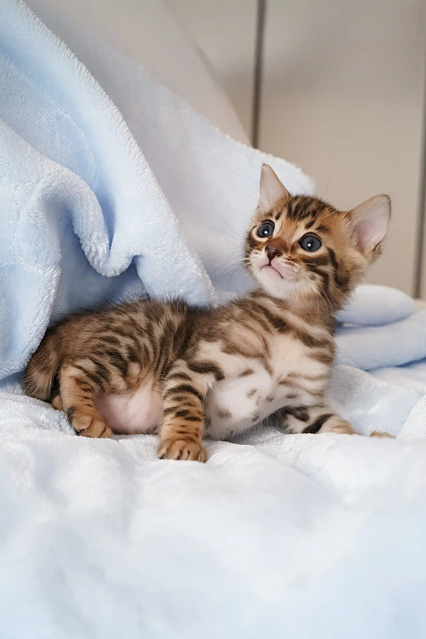Spotted and striped kitten from the Irbis Bengal Kitten collection, super cute!