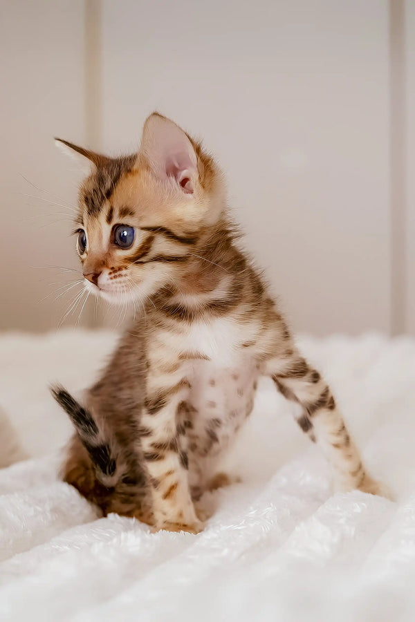 Cute spotted and striped kitten from Irbis Bengal Kitten collection