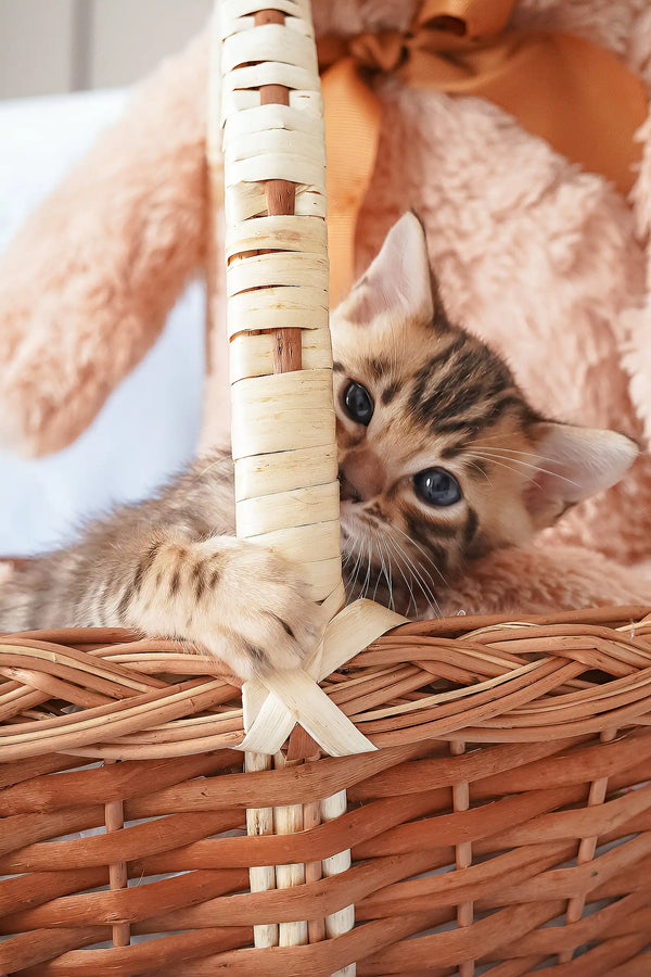 Cute striped kitten in a cozy basket from Irbis Bengal Kitten collection