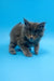 Fluffy gray Maine Coon kitten with bright eyes and perked ears, Irbis